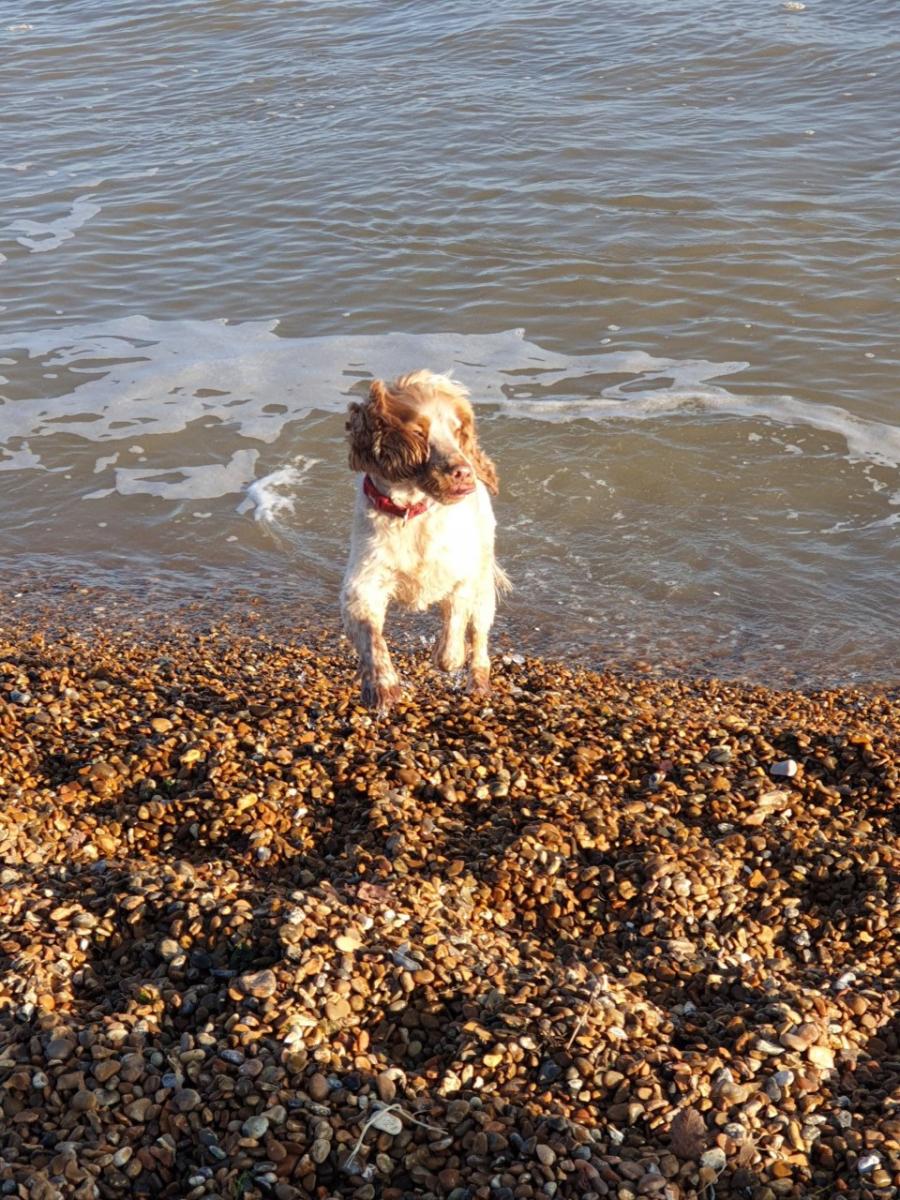Dog playing in sea